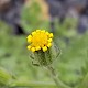 Senecio viscosus