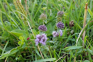 Mentha pulegium Pennyroyal