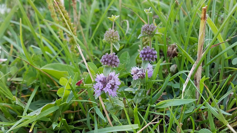 Mentha pulegium - © Barry Stewart