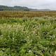 Althaea officinalis