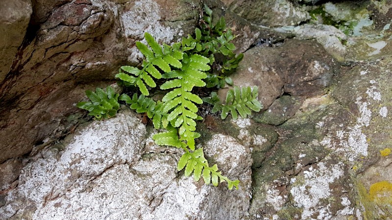 Asplenium marinum - © Barry Stewart