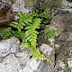 Asplenium marinum