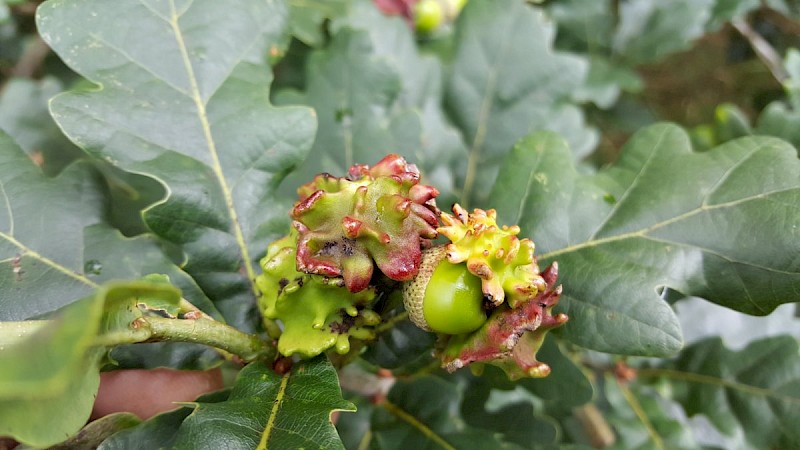 Quercus robur - © Barry Stewart