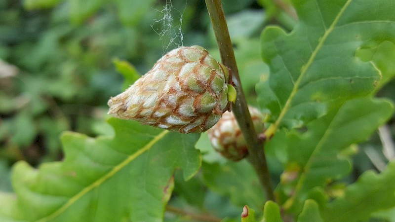 Quercus robur - © Barry Stewart