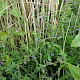 Scutellaria galericulata