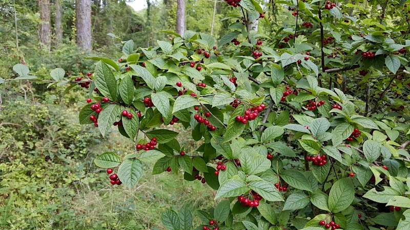 Cotoneaster bullatus - © Barry Stewart