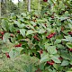 Cotoneaster bullatus