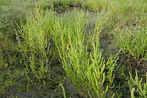 Salicornia dolichostachya Long-spiked Glasswort