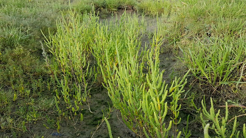 Salicornia dolichostachya - © Barry Stewart