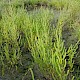 Salicornia dolichostachya