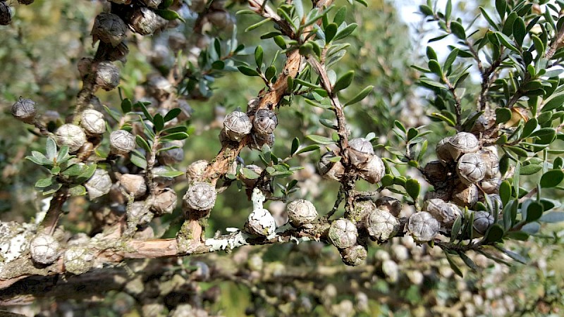 Leptospermum scoparium - © Barry Stewart