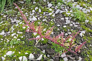 Chenopodium polyspermum Many-seeded Goosefoot