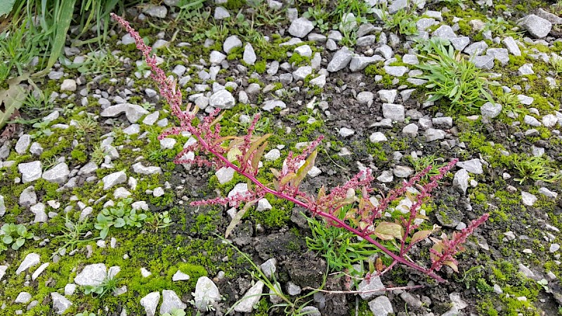 Chenopodium polyspermum - © Barry Stewart