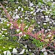 Chenopodium polyspermum