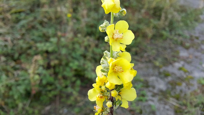 Verbascum pulverulentum - © Barry Stewart