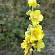 Verbascum pulverulentum