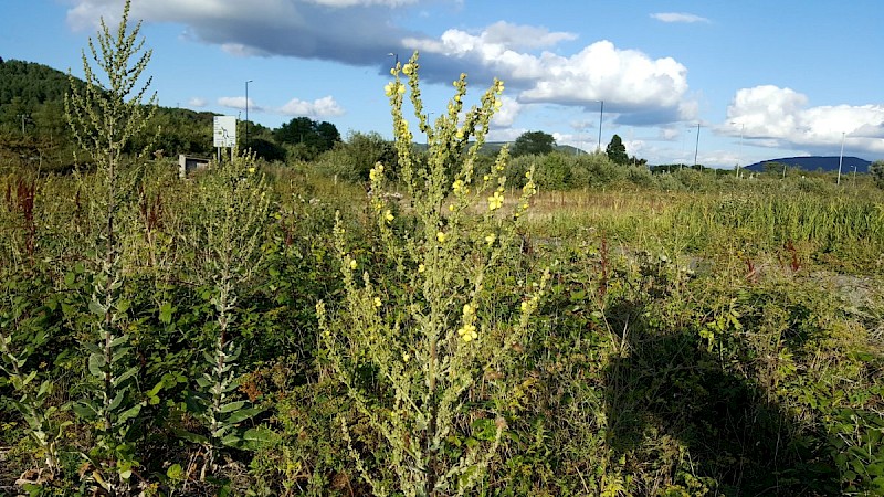 Verbascum pulverulentum - © Barry Stewart