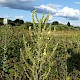 Verbascum pulverulentum