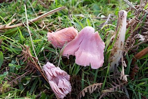 Hygrocybe calyptriformis 