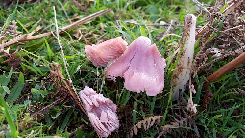 Hygrocybe calyptriformis - © Barry Stewart