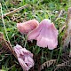 Hygrocybe calyptriformis