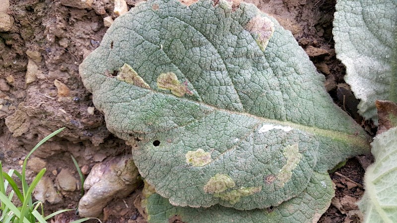 Verbascum thapsus - © Barry Stewart