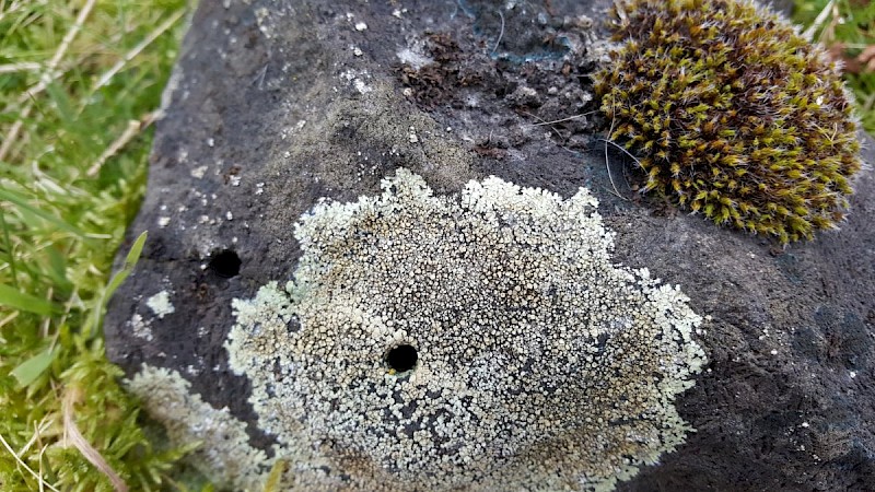 Protoparmeliopsis (Lecanora) muralis - © Barry Stewart