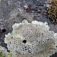 Protoparmeliopsis (Lecanora) muralis