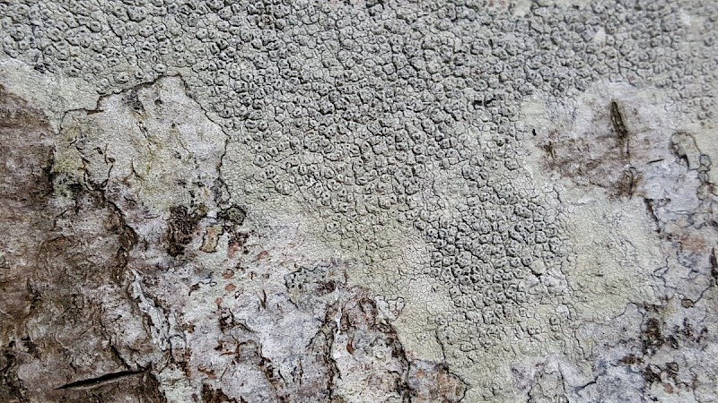 Pertusaria hymenea - © Barry Stewart