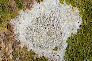 Pertusaria hymenea Covered Lichen