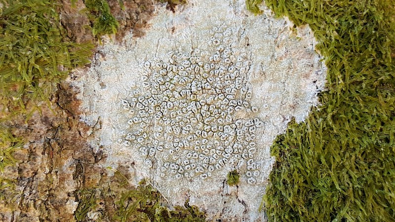 Pertusaria hymenea - © Barry Stewart