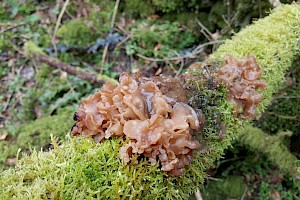 Tremella foliacea Leafy Brain