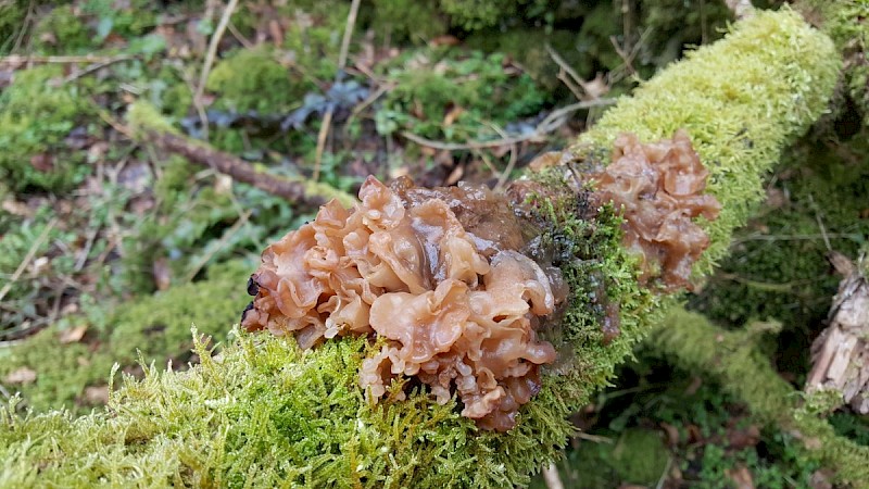 Tremella foliacea - © Barry Stewart