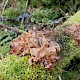 Tremella foliacea