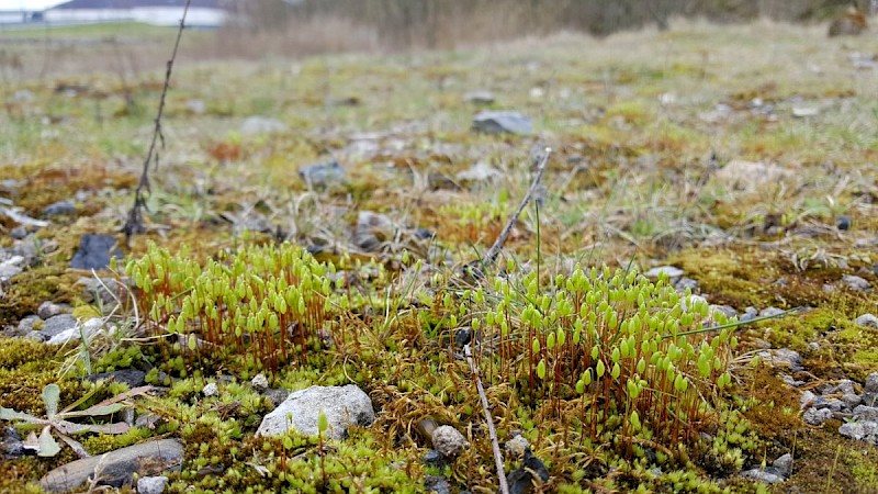 Bryum algovicum - © Barry Stewart