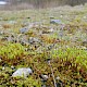 Bryum algovicum