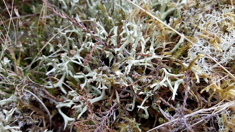 Cladonia uncialis subsp. biuncialis - © Barry Stewart