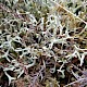 Cladonia uncialis subsp. biuncialis