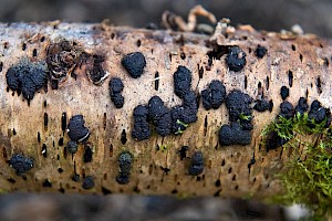 Annulohypoxylon multiforme Birch Woodwart