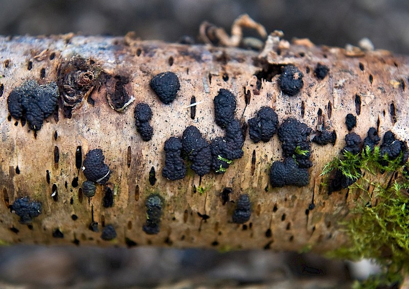 Annulohypoxylon multiforme - © Charles Hipkin