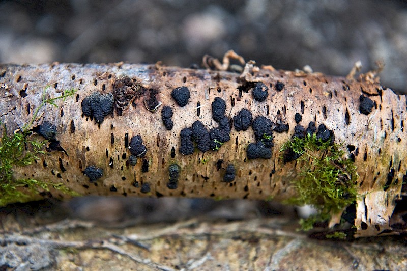 Annulohypoxylon multiforme - © Charles Hipkin