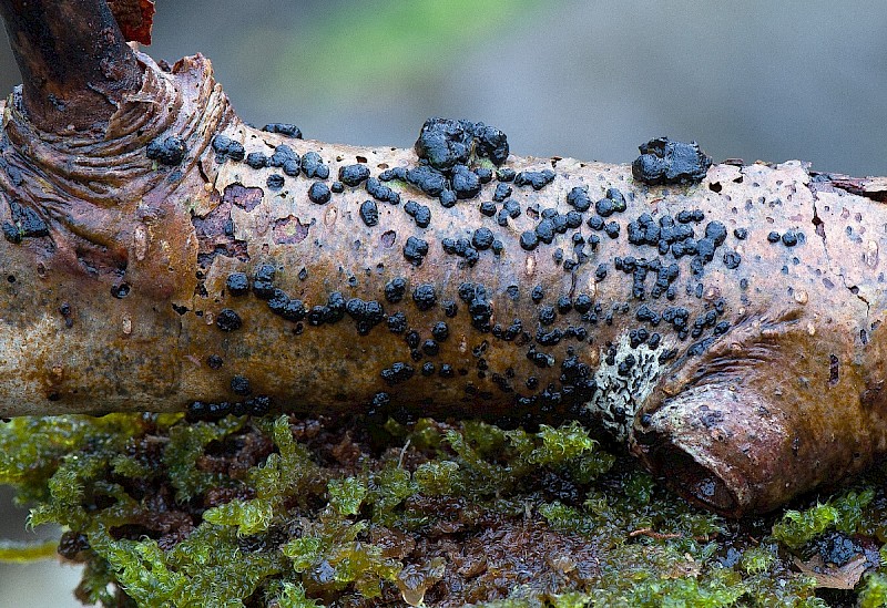 Annulohypoxylon multiforme - © Charles Hipkin