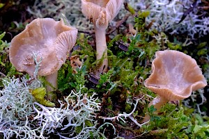 Clitocybe diatreta 