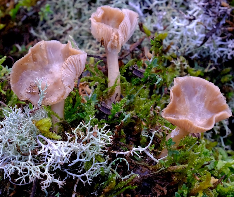 Clitocybe diatreta - © Charles Hipkin