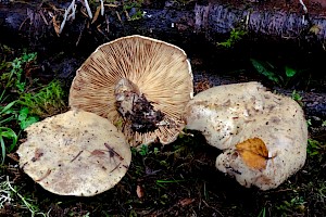 Clitocybe inornata 