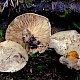 Clitocybe inornata