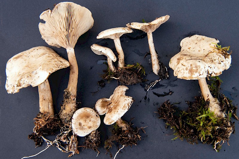 Clitocybe inornata - © Charles Hipkin