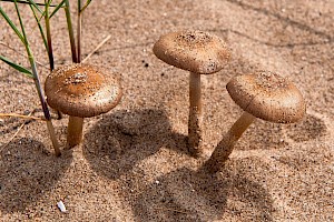 Psathyrella ammophila Dune Brittlestem