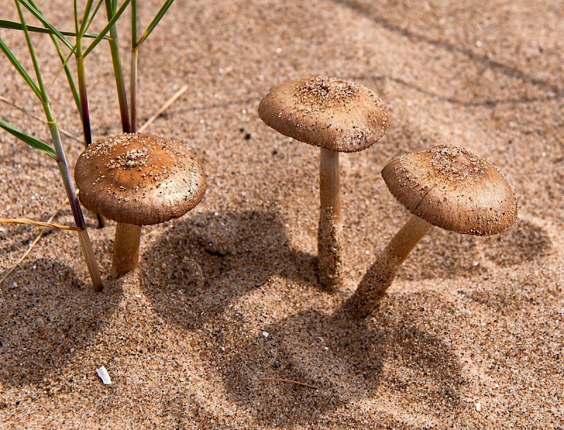 Psathyrella ammophila - © Charles Hipkin