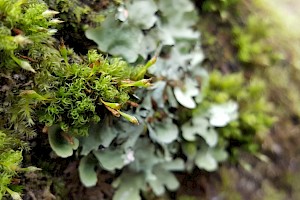 Ulota calvescens Balding Pincushion